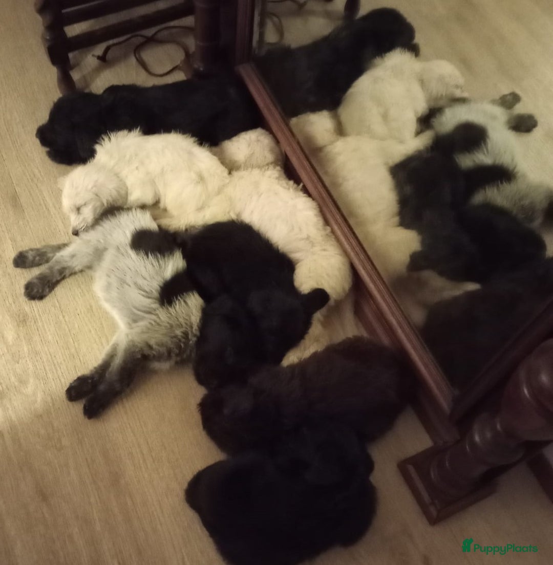 Kruising honden te koop: Ben jij het baasje van een van deze mooie puppy's? - Advertentie 27