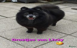 Pomeriaan honden te koop:  2 Prachtige pomeriaan/dwergkees pups. in Enkhuizen - Afbeelding 36