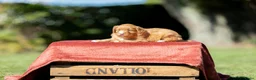 Nova Scotia Duck Tolling Retriever honden te koop: Gesocialiseerde Nova scotia Toller pups te koop! - Advertentie 4