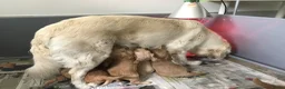 Kruising honden te koop: Australian Goldendoodle pups voor Autisme ADHD - Advertentie 15
