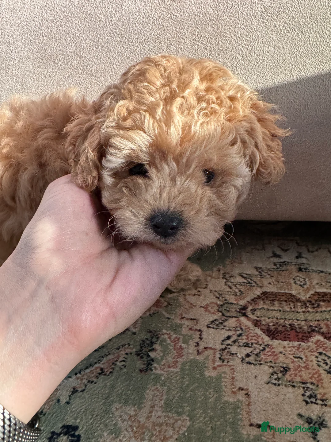 Poedel Toy honden te koop: Toy Poedel pups - Advertentie 14