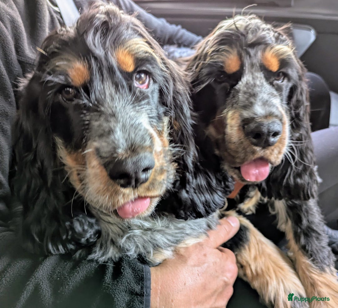 Cockapoo honden te koop: Nestje cockapoo  - Afbeelding 3