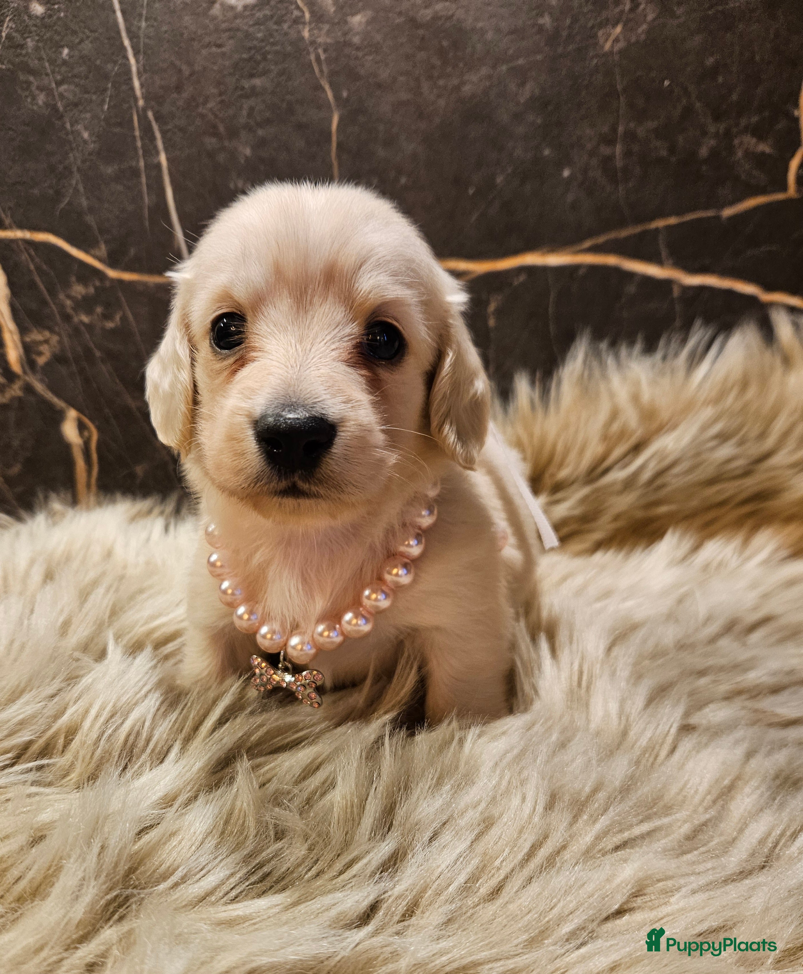 Teckel (langhaar) honden Schitterende licht blonde kleine teckel pupjes  - Advertentie 2