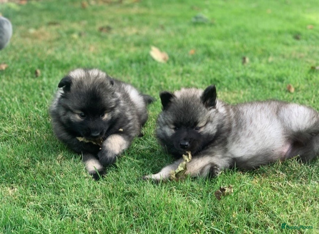 Keeshond honden te koop: Wolfsgrijze keeshond pups - Advertentie 3