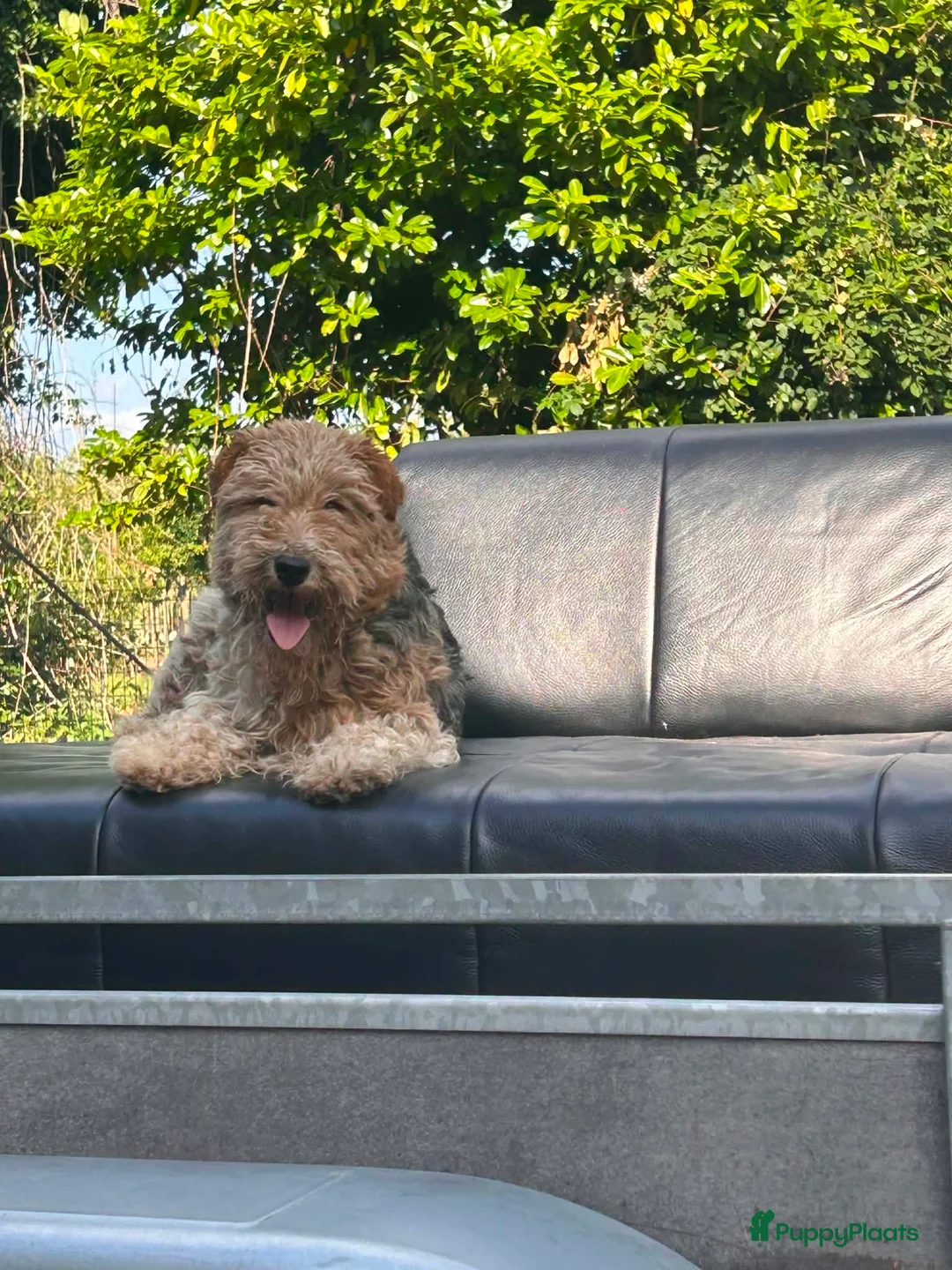 Fox Terriër Draadhaar honden te koop: ruwhaar fox terrierpups - Advertentie 5