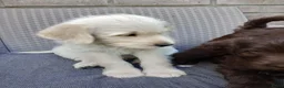 Labradoodle honden te koop: Labradoodle pups - Advertentie 5