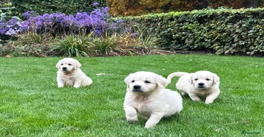 Golden Retriever honden prachtige golden retriever pups - Advertentie 7