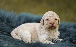 Labradoodle honden te koop: Prachtige multigen Labradoodles wavy vacht - Afbeelding 22