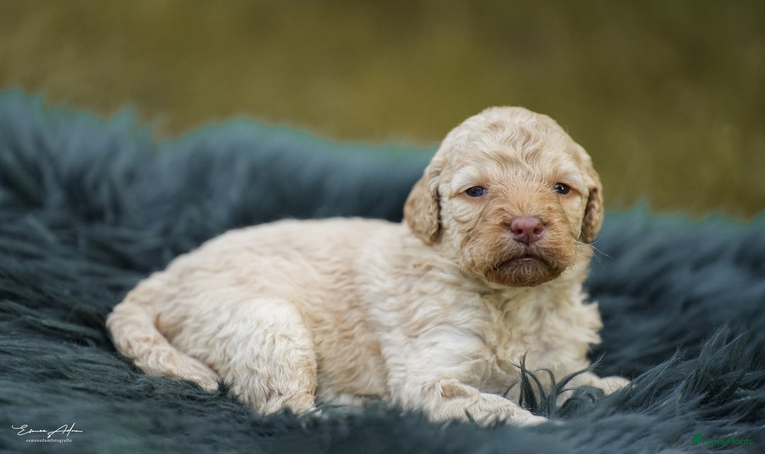 Labradoodle honden te koop: Prachtige multigen Labradoodles wavy vacht - Afbeelding 22