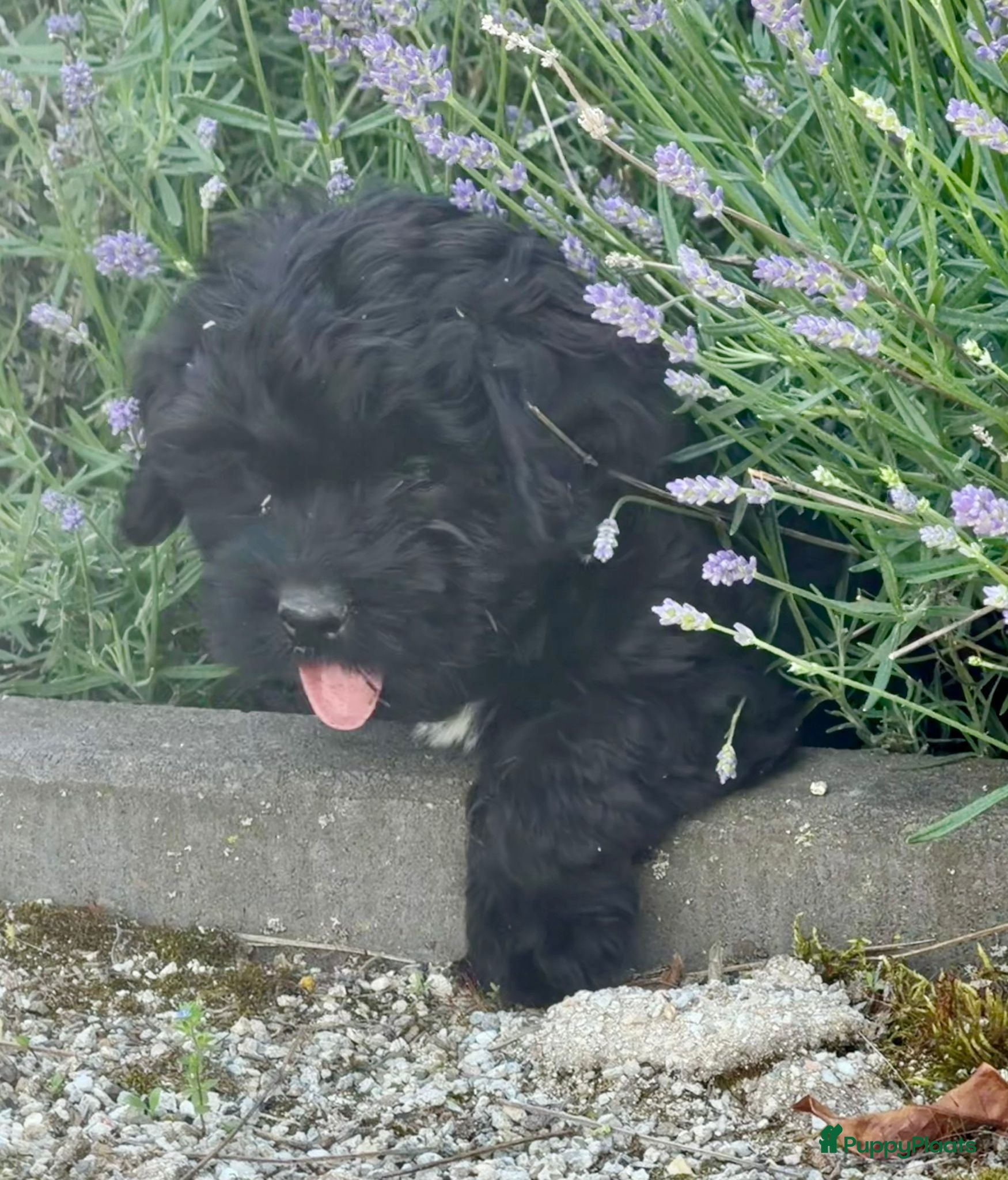 Cockapoo honden te koop: Cockapoo x boomer pups  - Advertentie 24