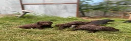Kruising honden te koop: MINI x Medium labradoodle pups 🤎🖤 - Advertentie 3