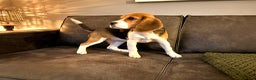 Beagle honden te koop: Beagle pup teef  - Advertentie 3