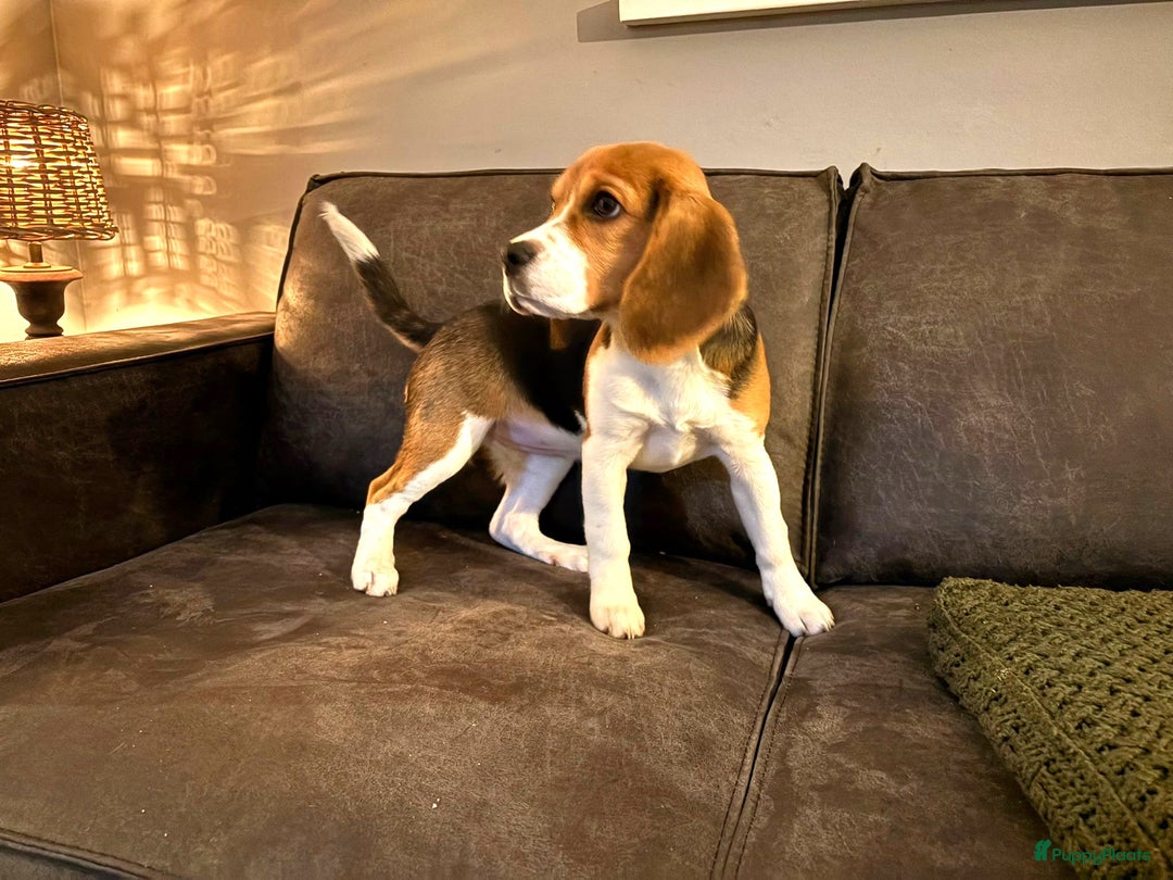 Beagle honden te koop: Beagle pup teef  - Advertentie 3