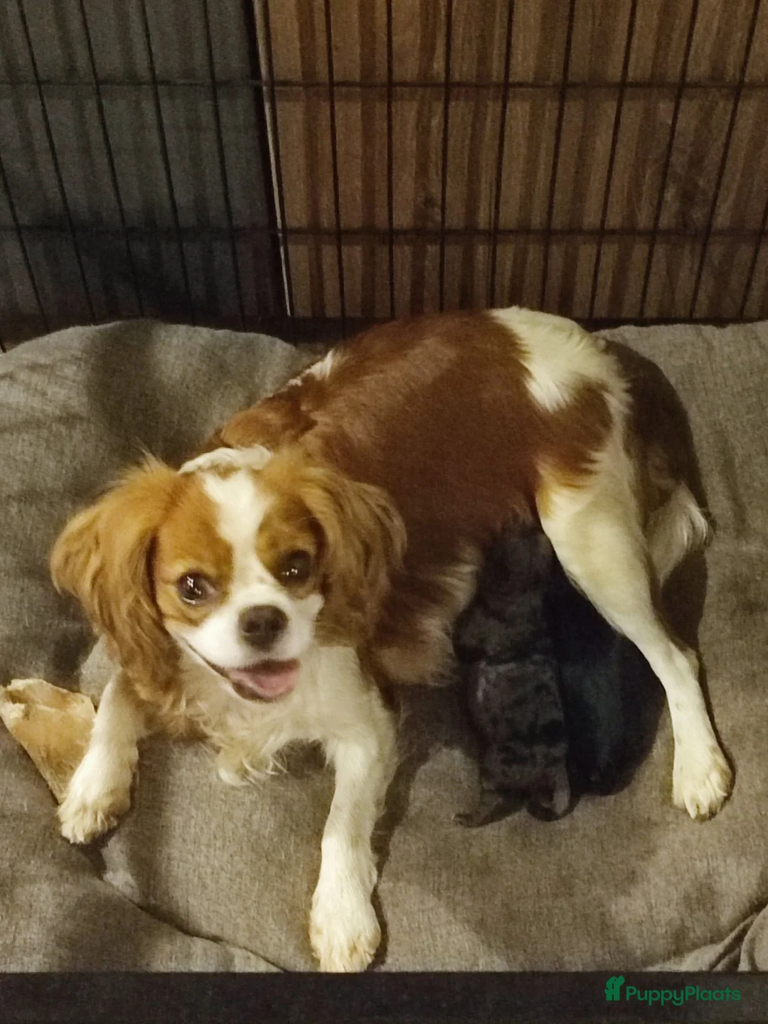 Cavapoo honden te koop: Cavapoo pups mogen het nest verlaten  - Advertentie 7