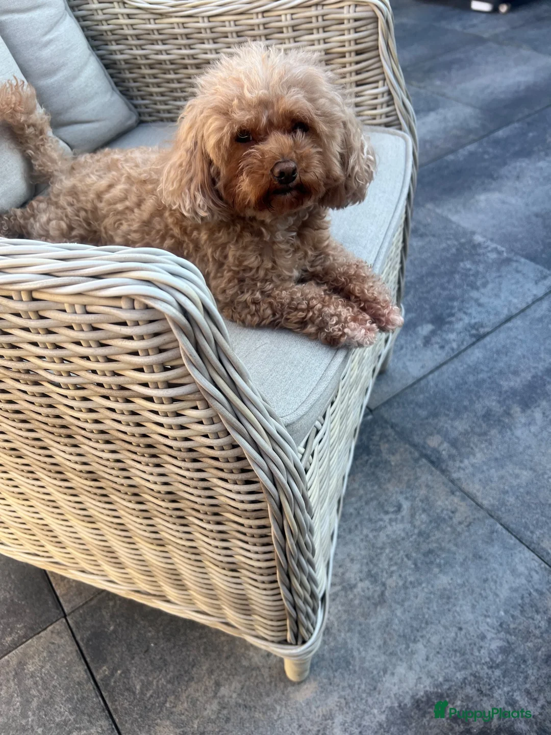 Poedel Toy honden te koop: Toy poedel puppy’s zoeken een gouden mandje  - Advertentie 2