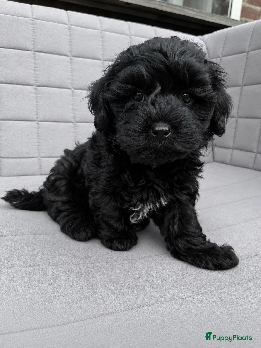 Maltipoo honden te koop: Lieve kleine maltipoo zoeken een huisje!  - Advertentie 2