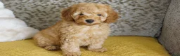Maltipoo honden te koop: maltipoo pup beide ouders aanwezig en getest - Advertentie 9