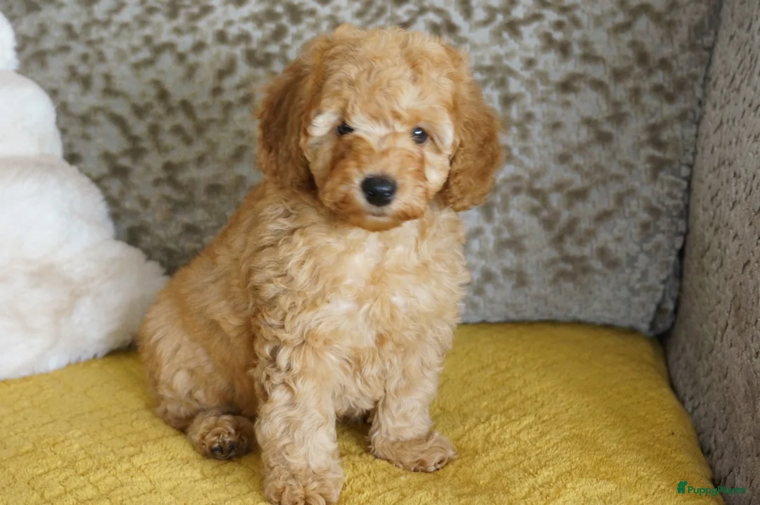 Maltipoo honden te koop: maltipoo pup beide ouders aanwezig en getest - Advertentie 9