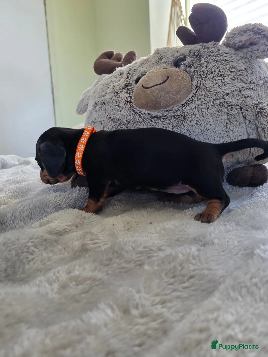 Teckel (korthaar)  honden te koop: Kortharige teckel pups - Advertentie 9