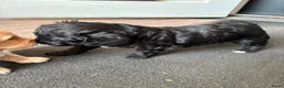 Labradoodle honden te koop: MOOIE ZWART REUTJE MINI DOODLE NOG BESCHIKBAAR - Advertentie 5