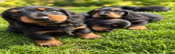 Teckel (langhaar) honden te koop: Teckel standaard langhaar met stamboom - Advertentie 1
