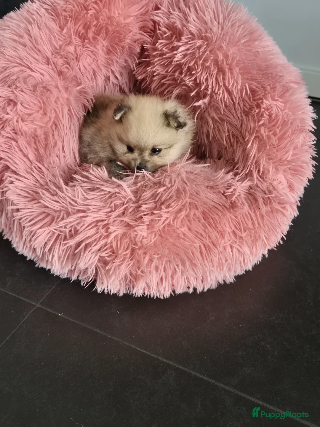 Kruising honden te koop: Mooi rustig reutje  - Advertentie 1