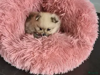 Kruising honden Mooi rustig reutje - Advertentie 2