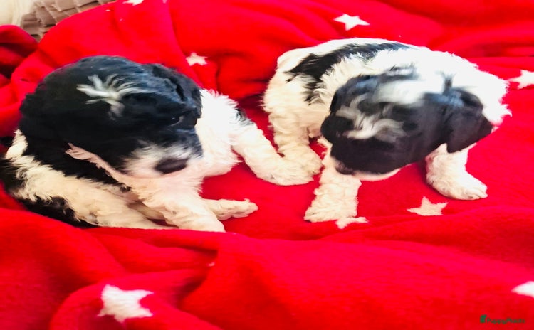 Poedel Toy honden - Advertentie 10