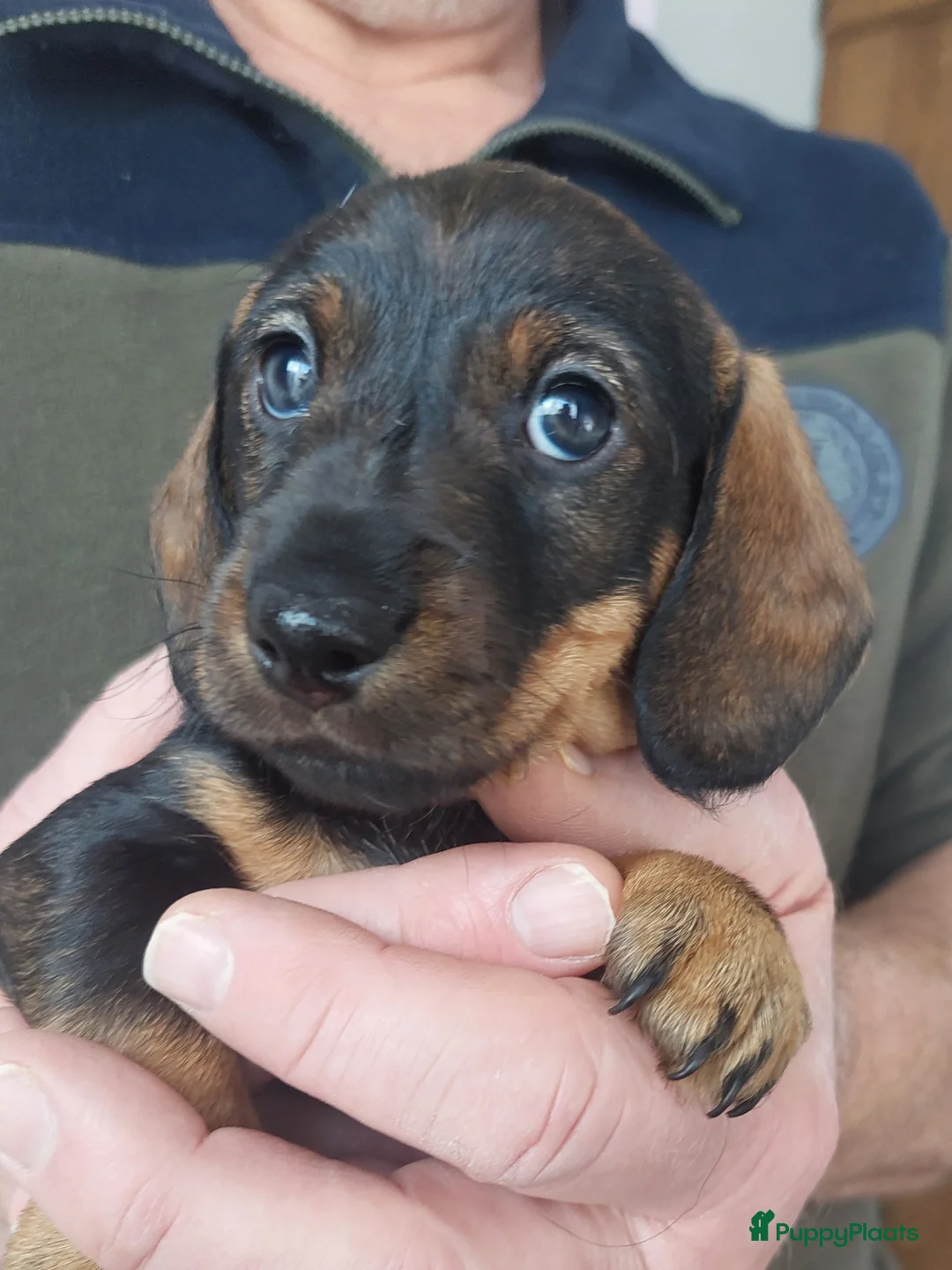 Ruwhaar Teckel honden te koop: 4 prachtige ruwhaar dwergteckels te koop, - Advertentie 9