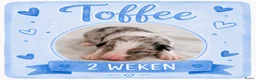 Australian Shepherd honden te koop: Stamboom pups geboren!  - Advertentie 8