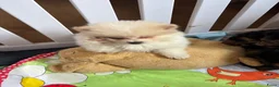 Keeshond honden te koop: 3 kleine keeshondjes zoeken houden mandje - Advertentie 7