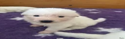 Zwitserse Witte Herdershond honden te koop: Zwitserse witte herder pups - Advertentie 20
