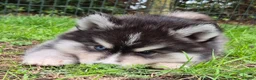 Kruising honden te koop: Pomsky pups (1/4 Shiba inu) - Advertentie 6