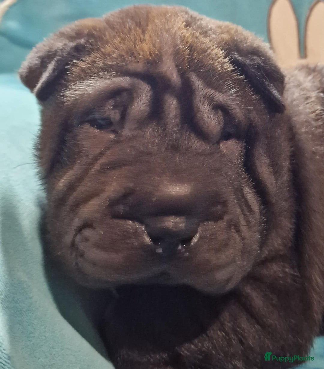 Shar Pei honden te koop: Sharpei - Advertentie 4
