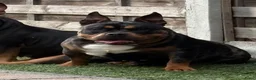 Amerikaanse Bully honden te koop: American Bully pups verwacht (GETEST)  - Advertentie 9