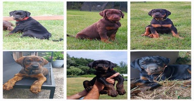 Dobermann honden - Advertentie 2