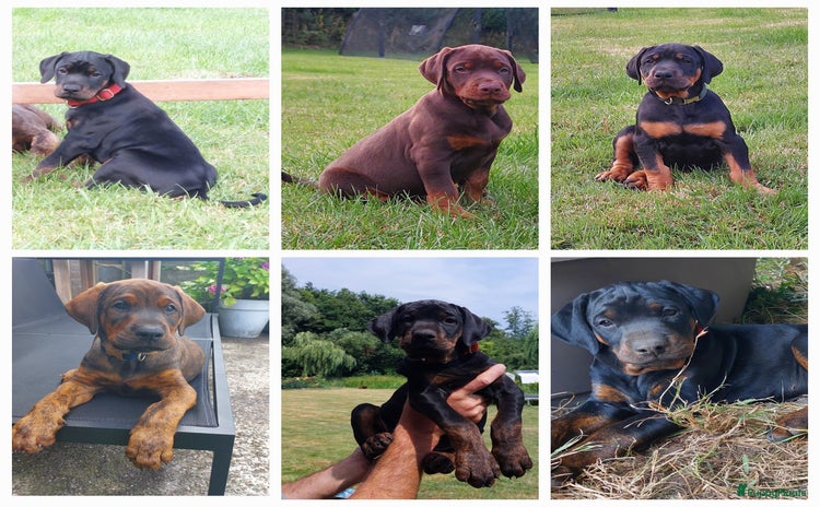 Dobermann honden - Advertentie 14