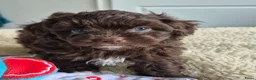Kruising honden te koop: Lieve mini boompoo  - Advertentie 3