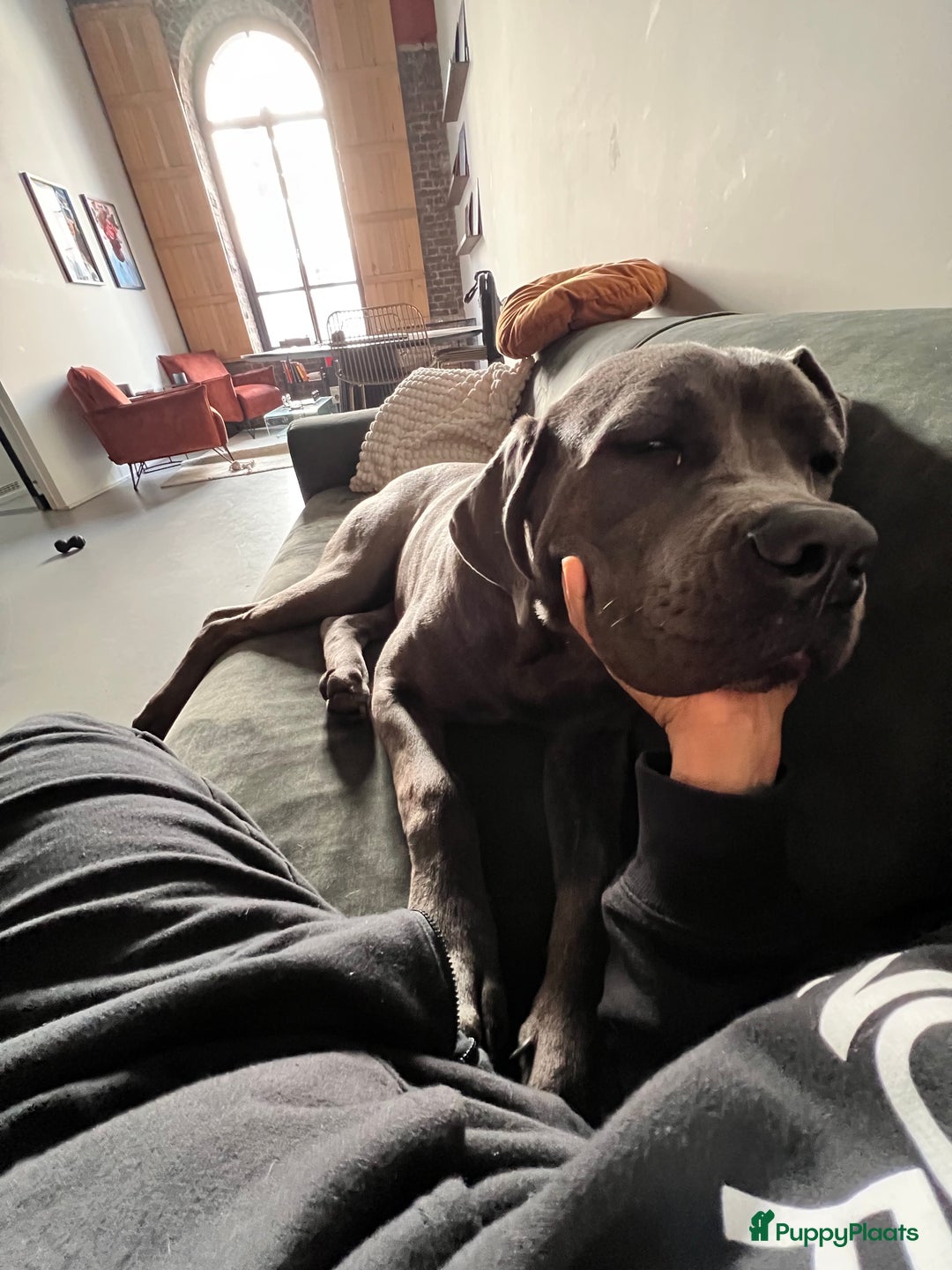Cane Corso honden te koop: 9 month male Cane Corso w/Pedigree - Advertentie 5