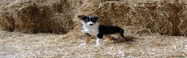 Border Collie Puppy 3