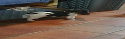 Jack Russel Terriër honden te koop: Nog 3"bandietjes" zoeken gezellig huis. Laagbenig  - Advertentie 15