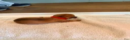 Dwergteckel honden te koop: 5 silky wire dwergteckelpups - Advertentie 7