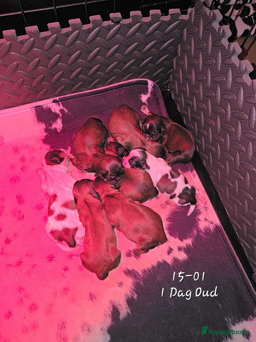 Kruising honden te koop: Boomer pups 14-1 geboren (Shih-Tzu x Boomer) - Advertentie 9