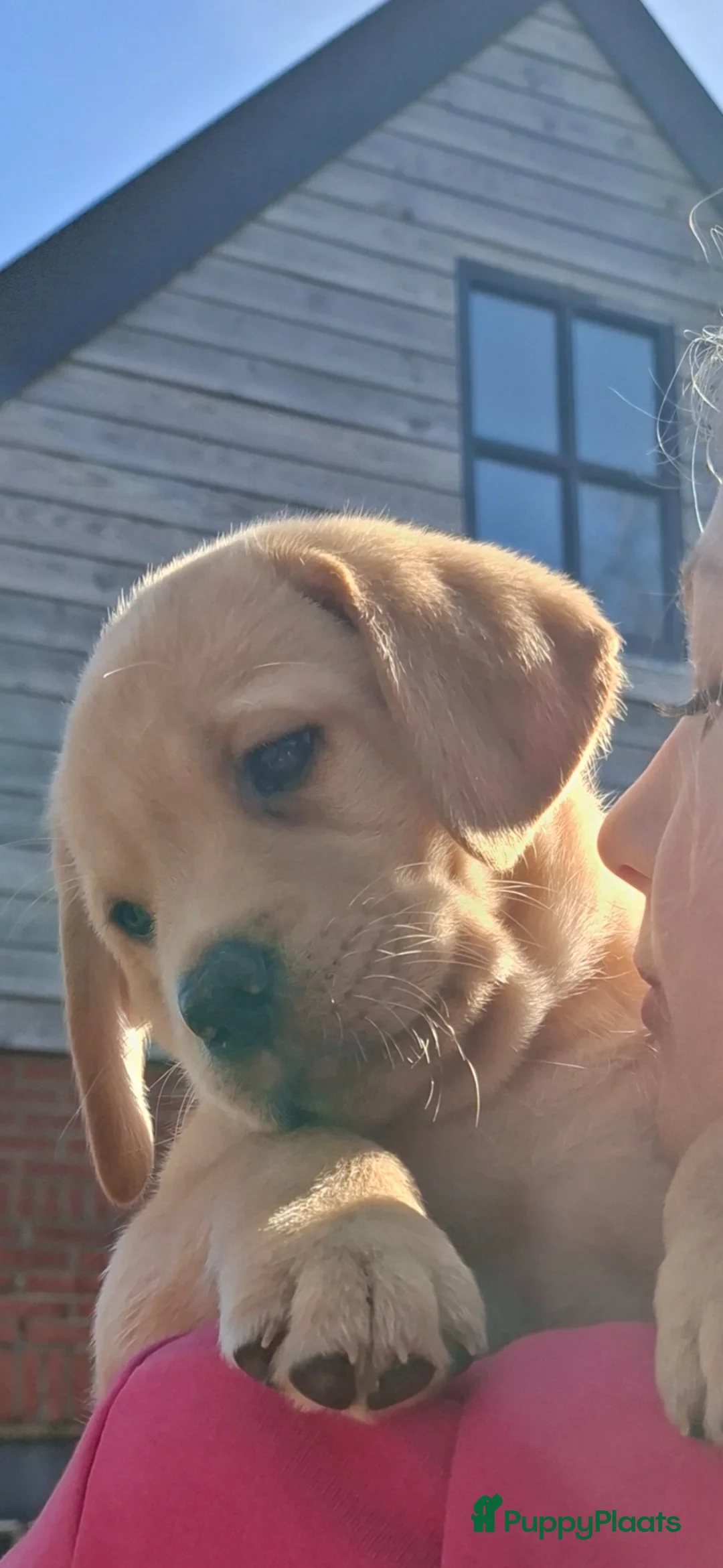 Labrador Retriever honden te koop: Prachtige labrador reutjes blond redfox  - Advertentie 6