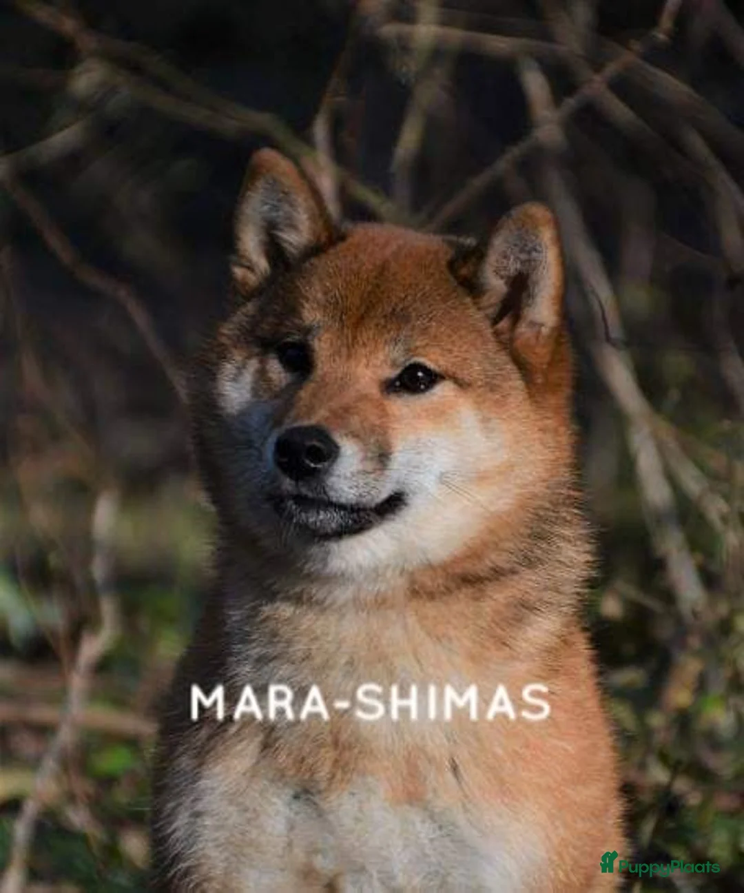 Galerij afbeelding {{count}}