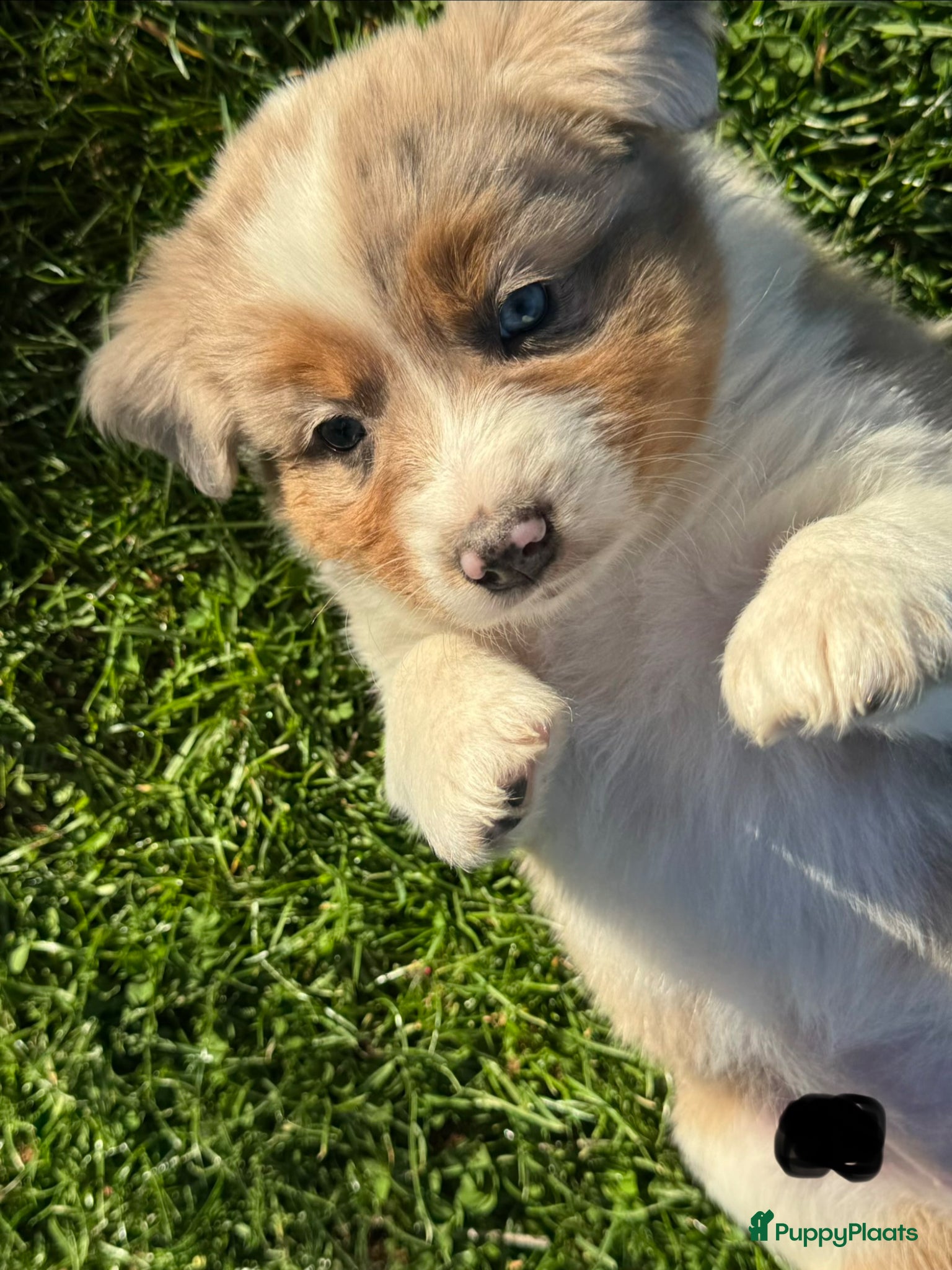 Australian Shepherd honden Prachtige aussi puppys - Advertentie 1