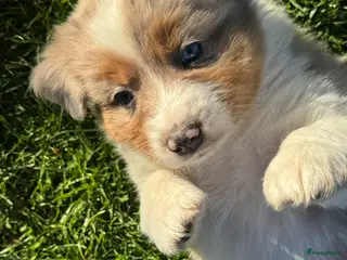 Australian Shepherd honden Prachtige aussi puppys - Advertentie 2