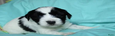 Tibetaanse Terriër Puppy 1