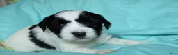 Tibetaanse Terriër honden te koop: Tibetaanse terrier pups met stamboom  - Advertentie 23