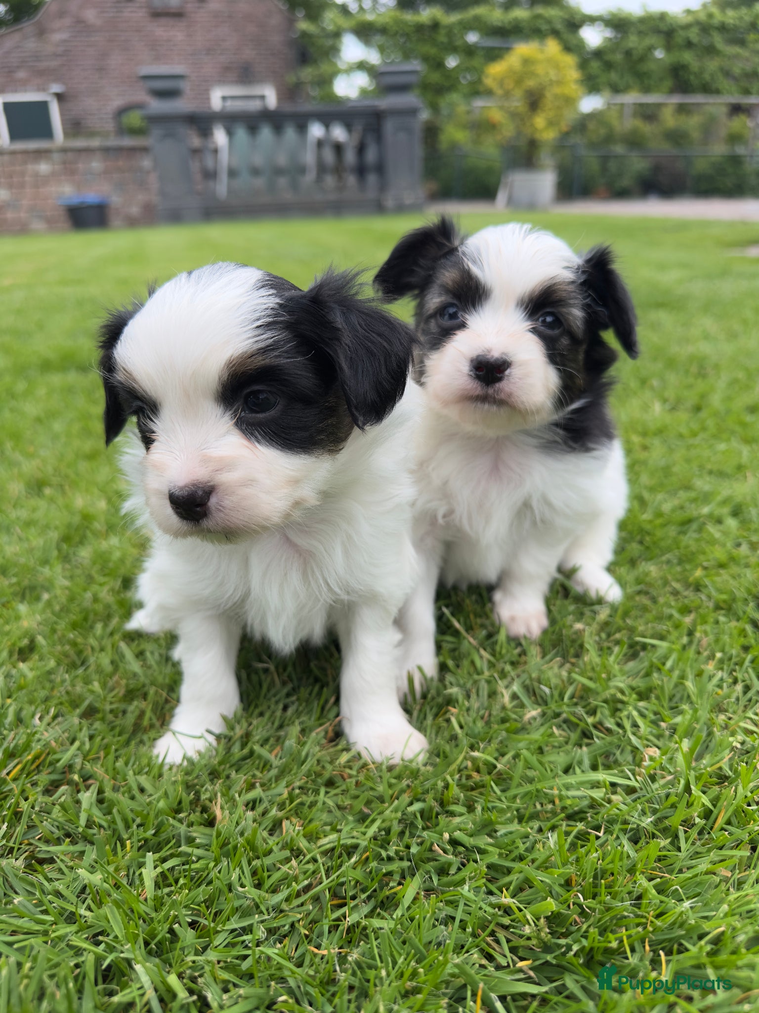 Vlinderhondje honden Zeer mooie vlinder reutjes beschikbaar - Advertentie 1